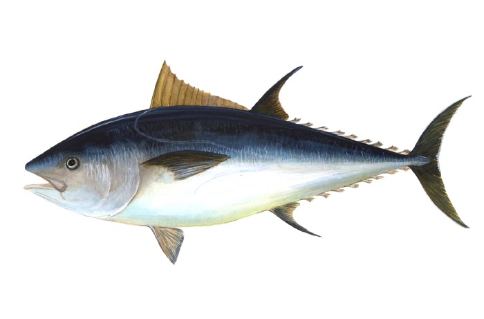 Jumbo Tuna